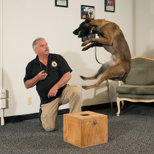 K9 Training and  Certifications